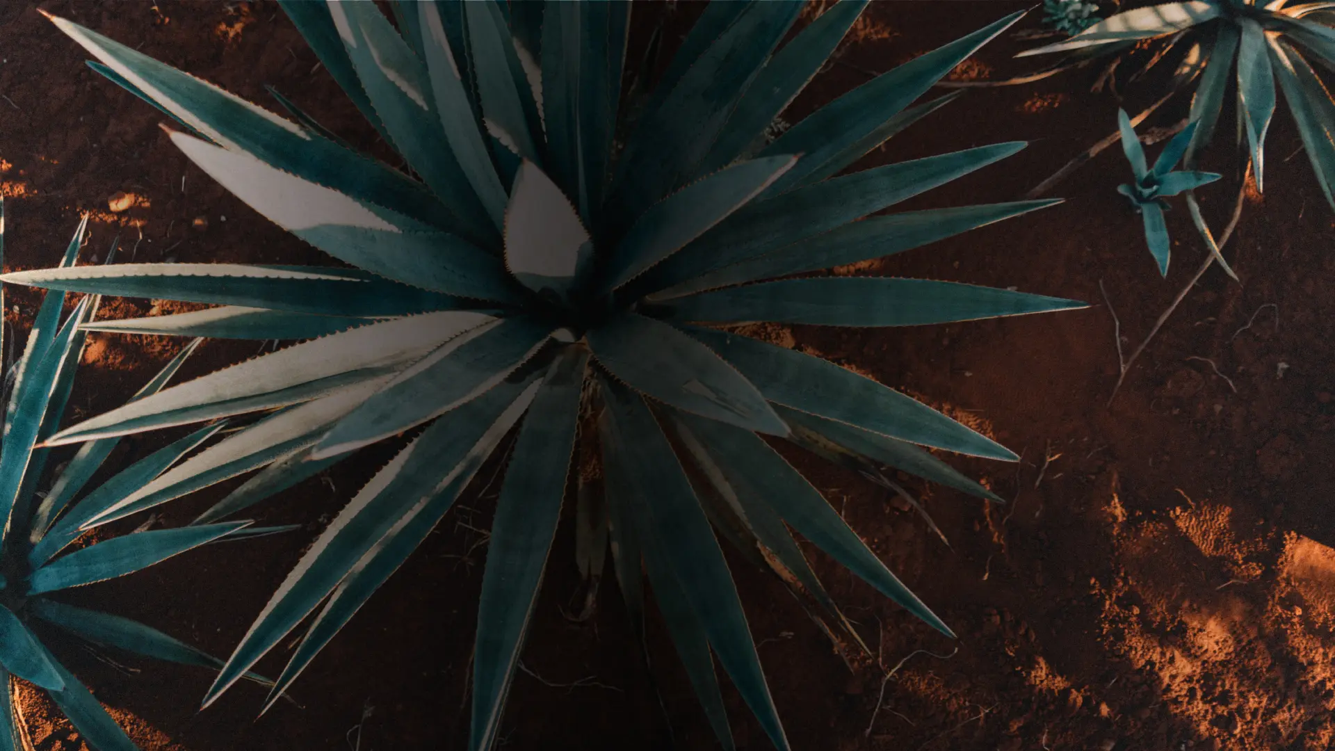 中華民國龍舌蘭文化推廣交流協會 login